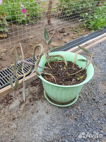 Коланхоэ лечебный