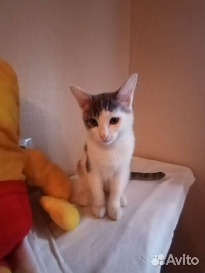 Котенок в добрые руки