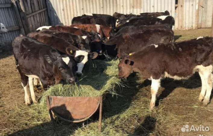Телята бычки до 3 месяца
