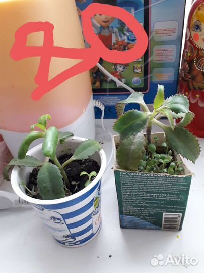 Каланхоэ лечебное