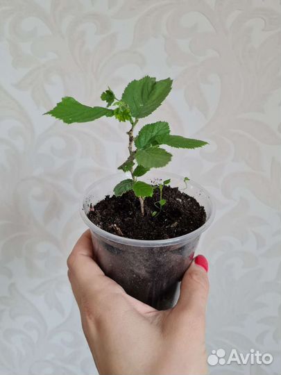 Орешник лещина (лесной орех) саженцы