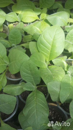 Рассада табака