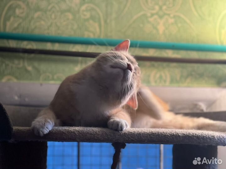 Котенок, мальчик