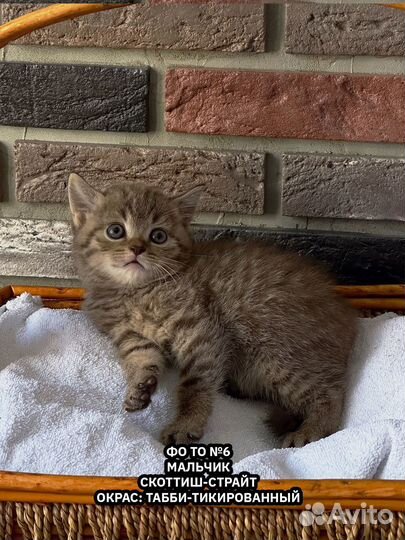 Шотландские котята