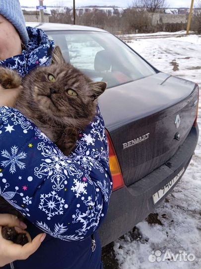 Шикарный кот для Вас