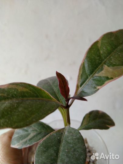 Замиокулькас, комнатные растения