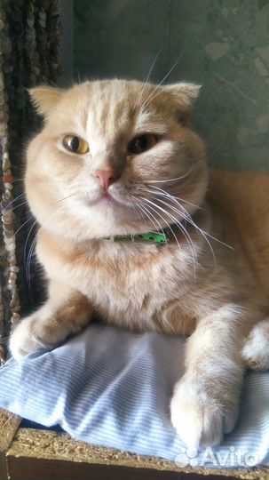 Шотландский вислоухий кот