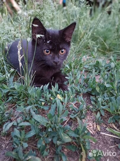 Бесплатно. Котята в добрые руки