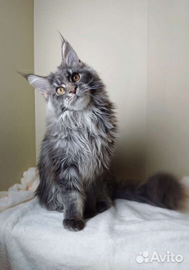 Мальчик мейн кун