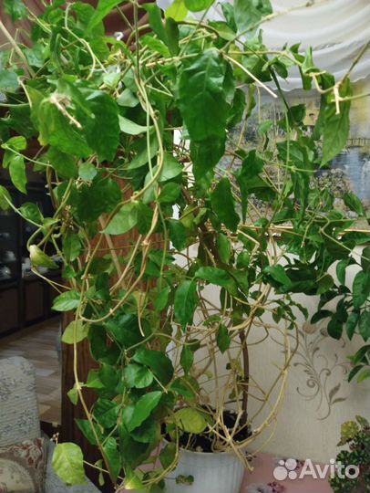 Жасмин комнатный, постоянно цветущий, ароматный