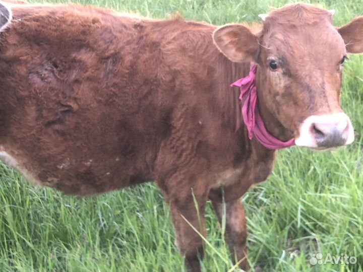Телка 1 год