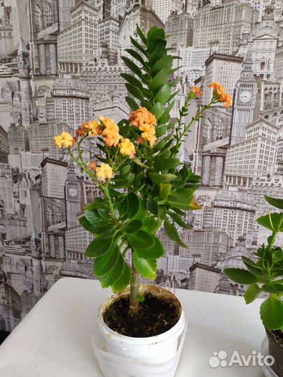 Каланхоэ цветущий