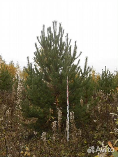 Деревья крупномеры до 7 метров