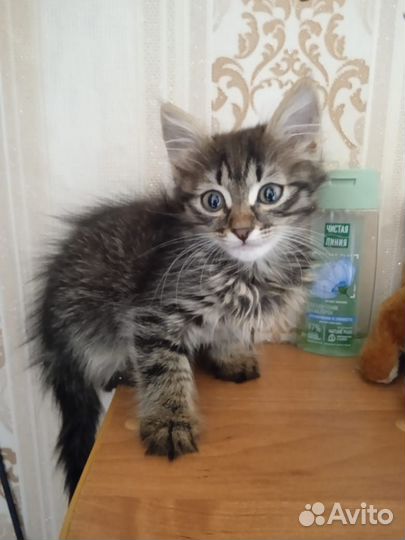 Котята в добрые руки даром.Мальчики