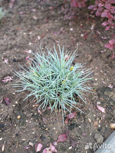 Гвоздика многолетняя