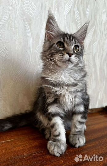 Котята мейн-кун