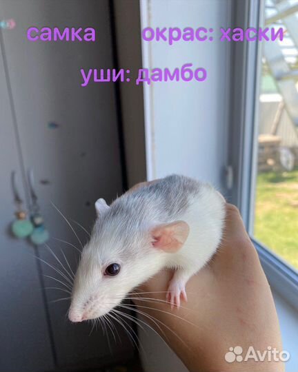 Декоративные крысята