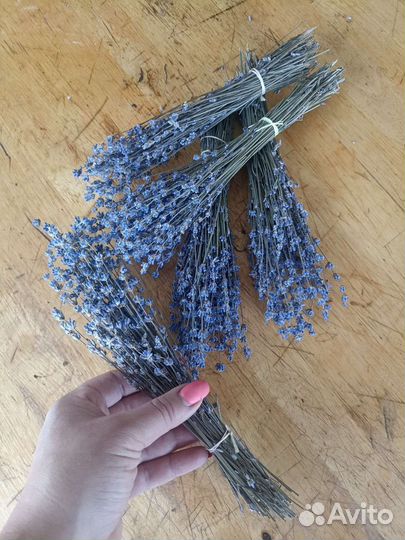 Лаванда сухоцвет
