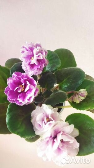 Детки сортовых фиалок, цветущие и зацветающие