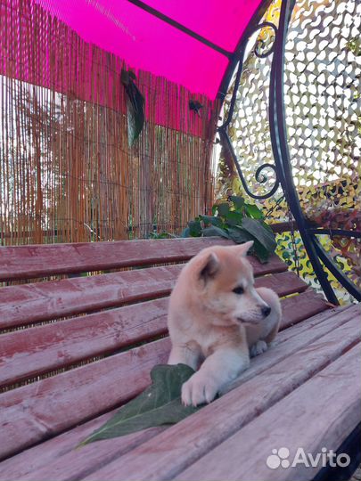 Щенки акита ину