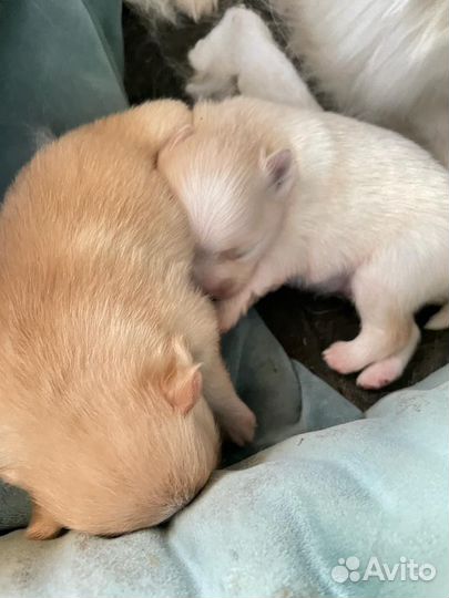 Померанский шпиц мини