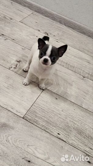 Чихуахуа мини девочка