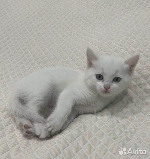 Белый пушистый котенок