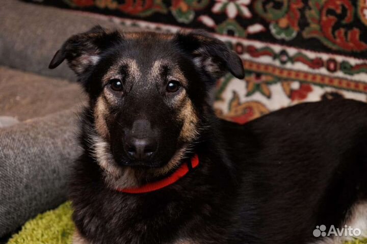 Овчарка маленькая красавица ищет дом