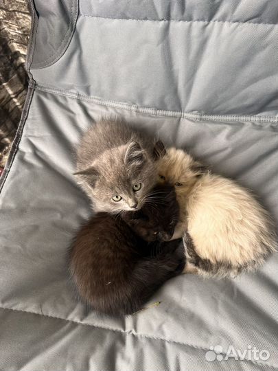 Котики бесплатно