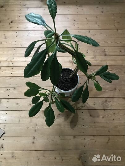 Молочай гребенчатый