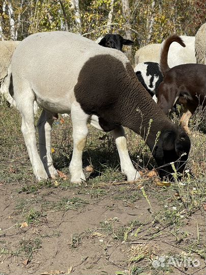 Бараны дорпер