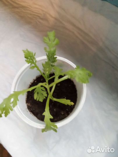 Хризантемы