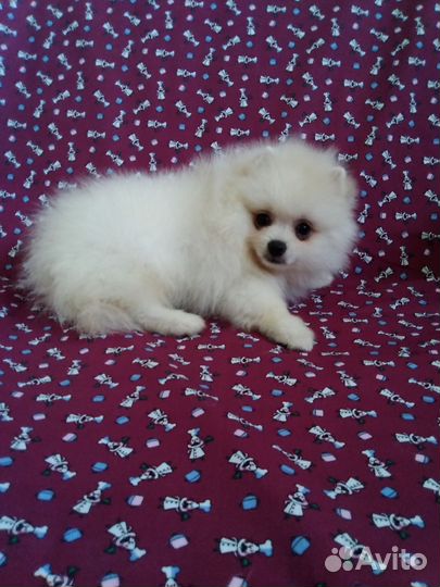 Щенки шпица мини