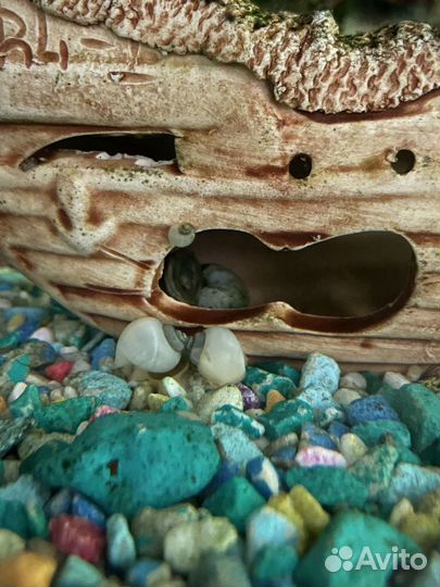 Анциструсы сомы, улитки, аквариумные растения