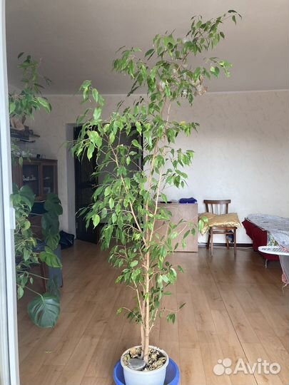 Фикус бенджамина