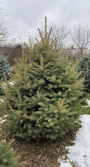 Ель 2.5м
