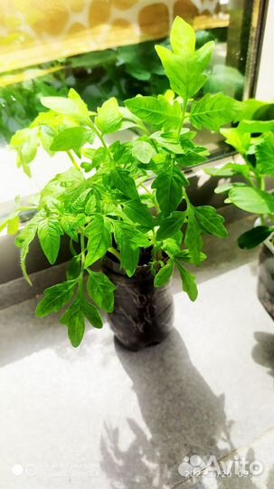 Рассада помидор