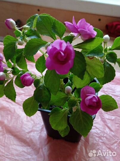 Продам цветы Бальзамины комнатные