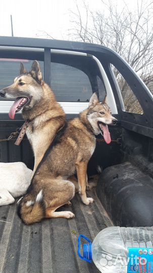 Лайки западносибирские