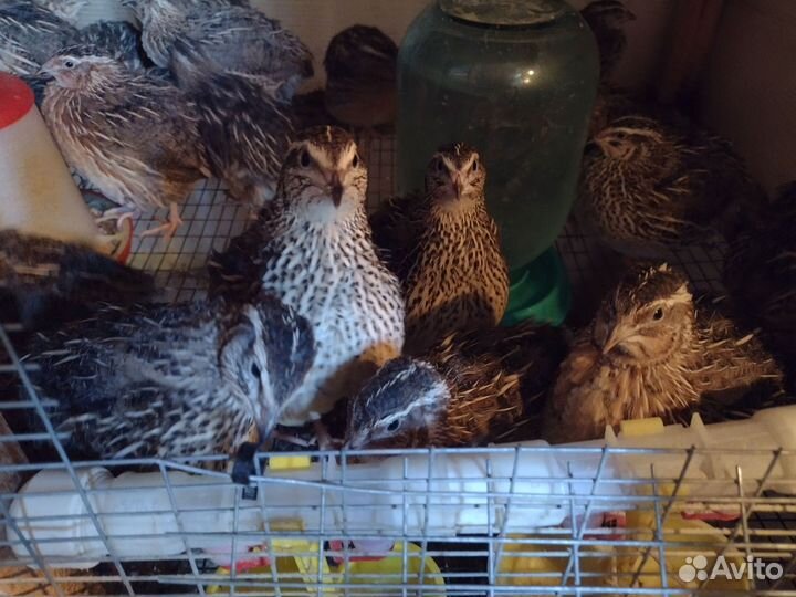 Инкубационные перепелиные яйца