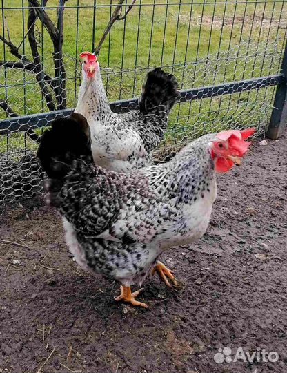 Инкубационное яйцо и цыплята