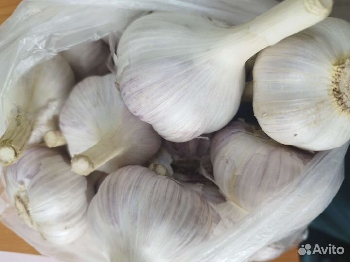 Чеснок