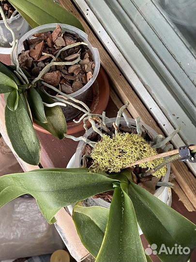 Орхидея фаленопсис