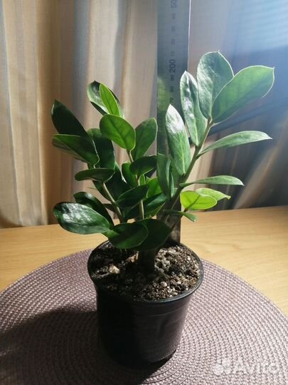 Замиокулькас