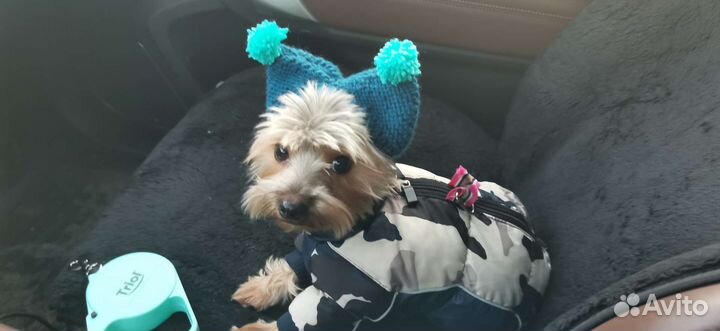 Шапки и одежда на заказ для собак