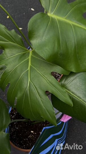 Консультация по уходу