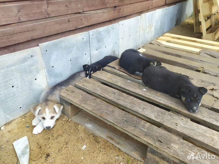 Щенки, 4 девочки, метисы хаски подброшены к приюту