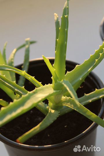 Золотой ус (Каллизия душистая)