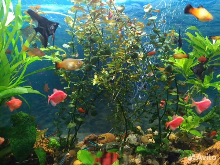 Рыбки Барбусы Наннакары Тернеции Скалярии