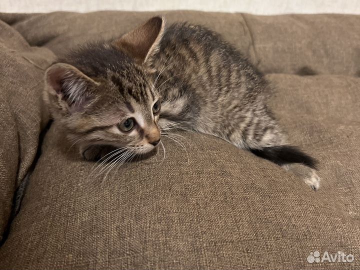 Кошка в дар